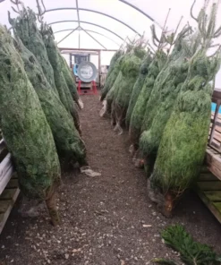 christmas tree liquidation pallets mexico