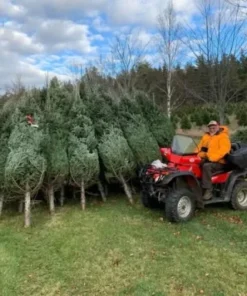 pallets de árboles de navidad en liquidación